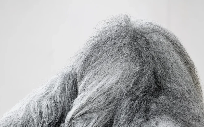 Zu sehen ist die Fellarbeit "Sternschnucke", eine frei im Raum stehende Skulptur: Eine Art Ständer aus einfach hellen Holzbalken bildet die tragende Konstruktion. Die Beine dieses Gestells laufen nach unten in spitze, dreieckige Formen aus. Darüber hängt ein großes, graues Fell, das die tragende Holzkonstruktion größtenteils überdeckt. Das Fell ist silbrig-grau mit sehr langem Haar. Die Farbe changiert zwischen sehr hellen, fast weißen Grautönen und schwarz. Auf der rechten Seite des Fells ist eine Flechtung zu sehen, wie ein langer Zopf, der sich entlang der rechten Seite hinunterzieht.