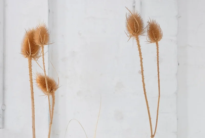 DSCF0476_Ausschnitt_web