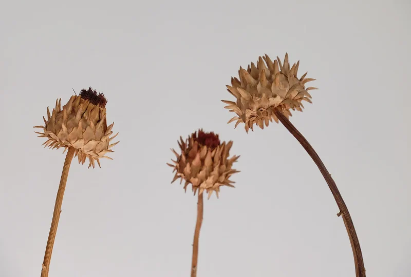 Three together-2023_DSCF1551_web